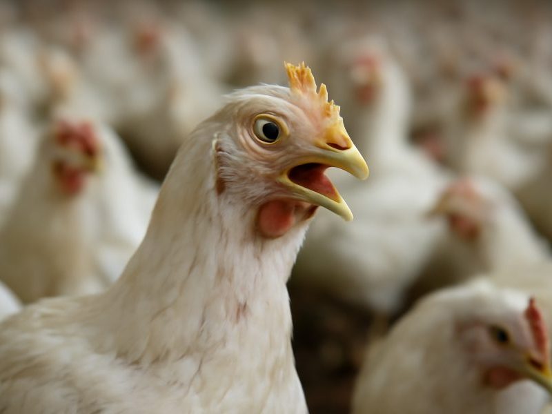 China avança nas exportações de frango e pode competir com o Brasil