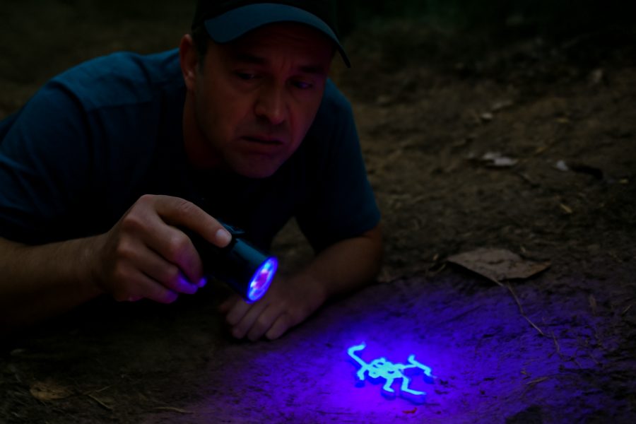 Morador utiliza lanterna UV para detectar escorpiões em Petrópolis