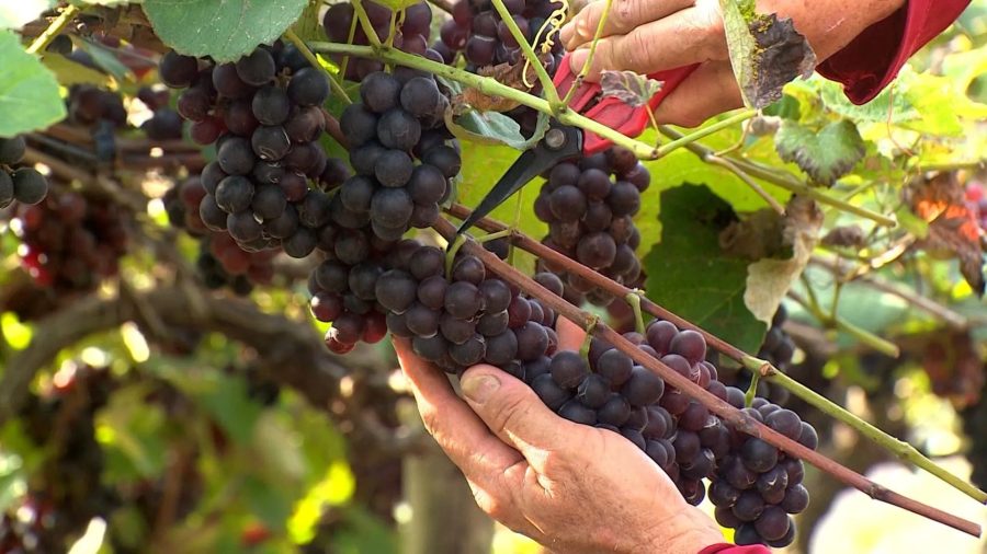 Uvas crescem em meio aos cafezais no calor e viram de suco a biscoitos no Norte do ES